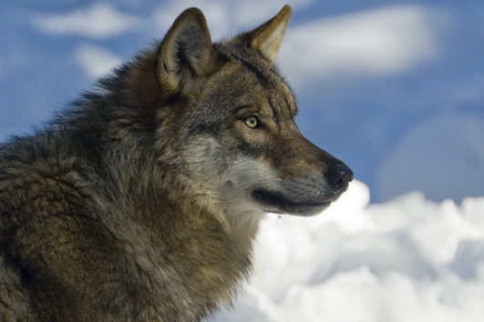 L'Homme & le Loup - Hiver