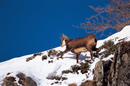 Faune du Mercantour