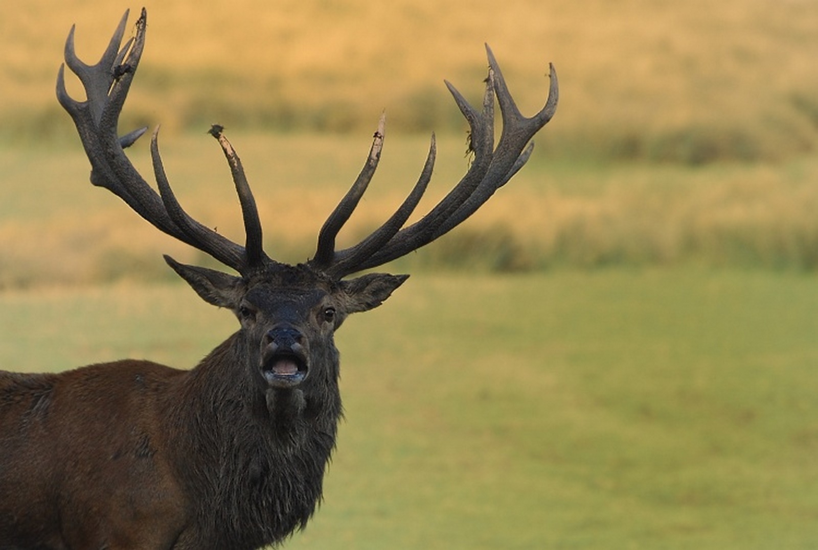 A la rencontre de la faune du Mercantour