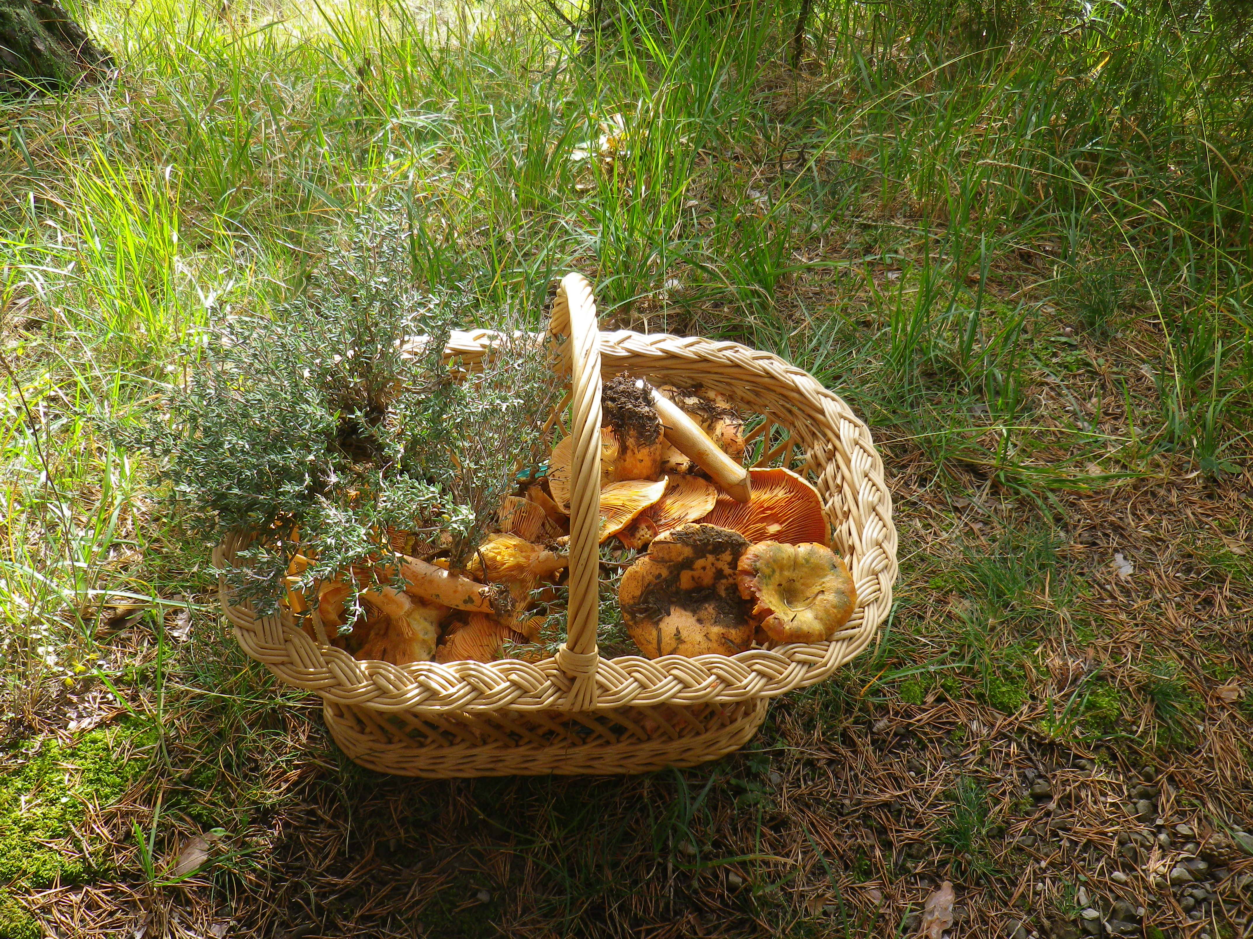 Découverte des champignons – Automne