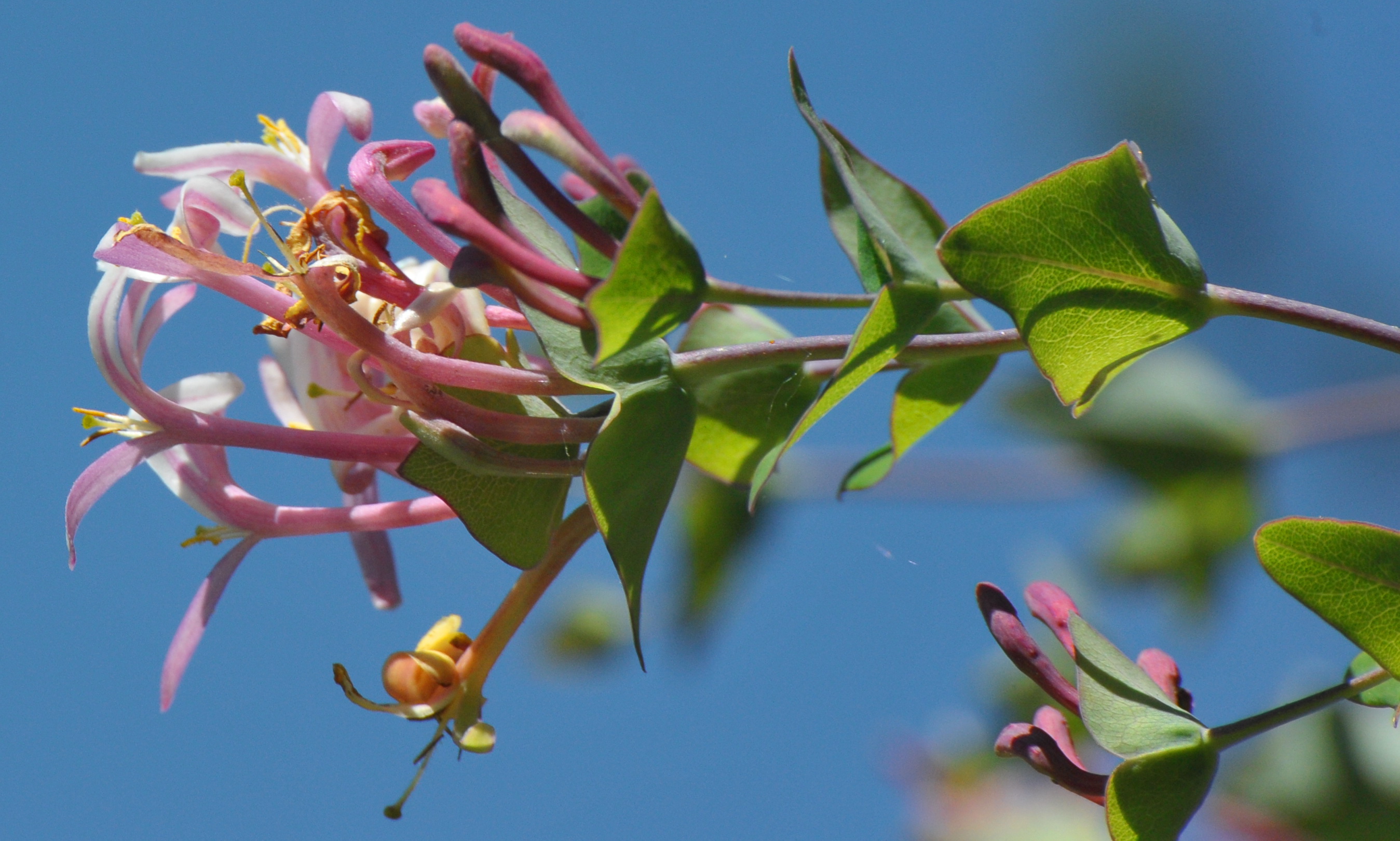 Les Fleurs de Montagne – Printemps