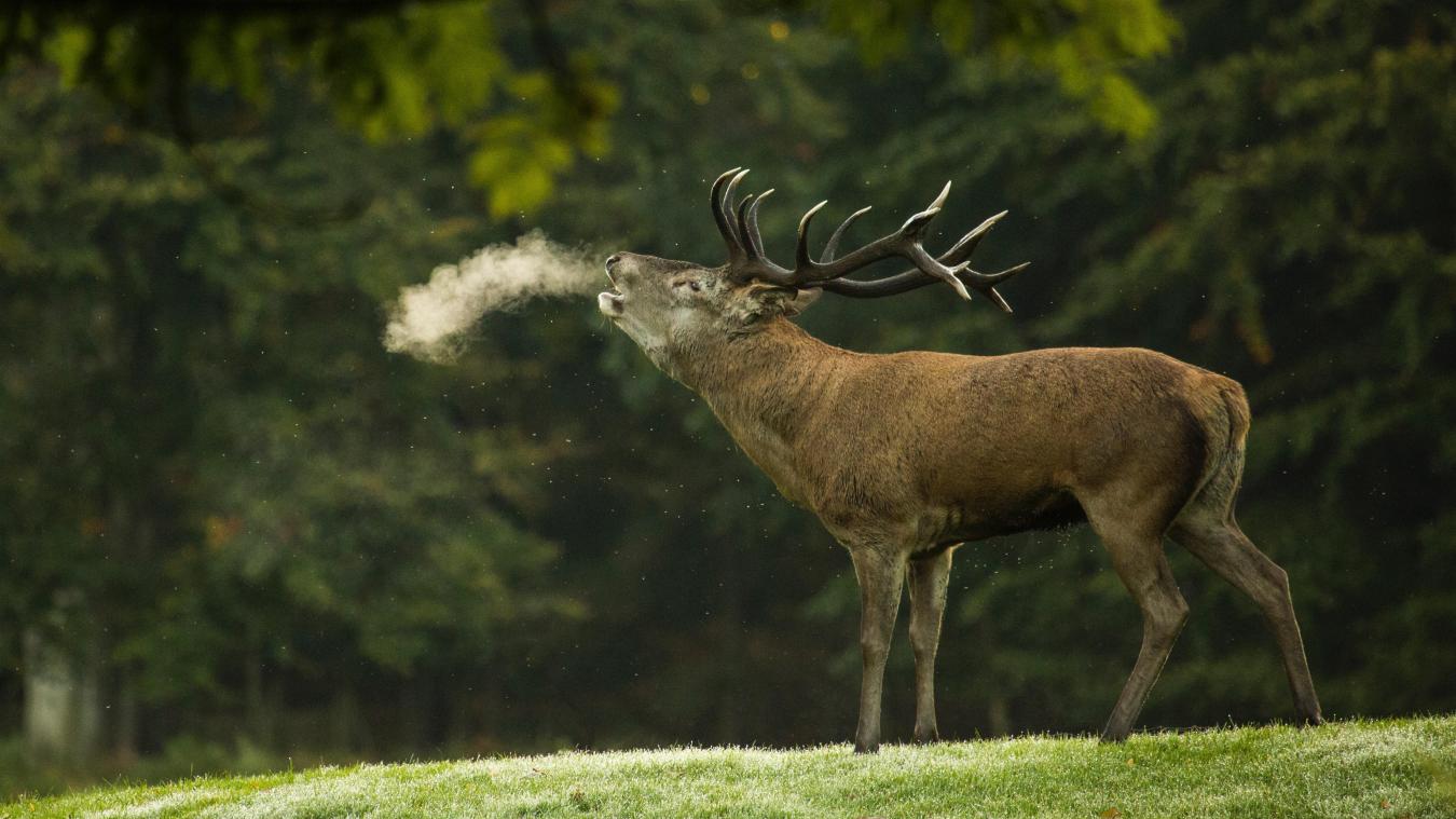 Brame du cerf : voilà où et comment l'entendre • L'Éventail