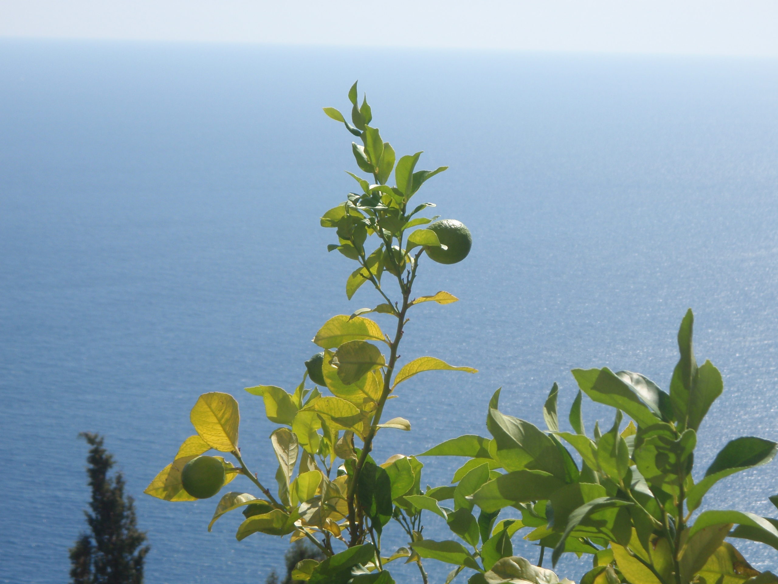 Randonnée du Citron à Menton