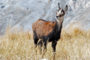 Faune chamois