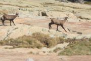 Faune chamois