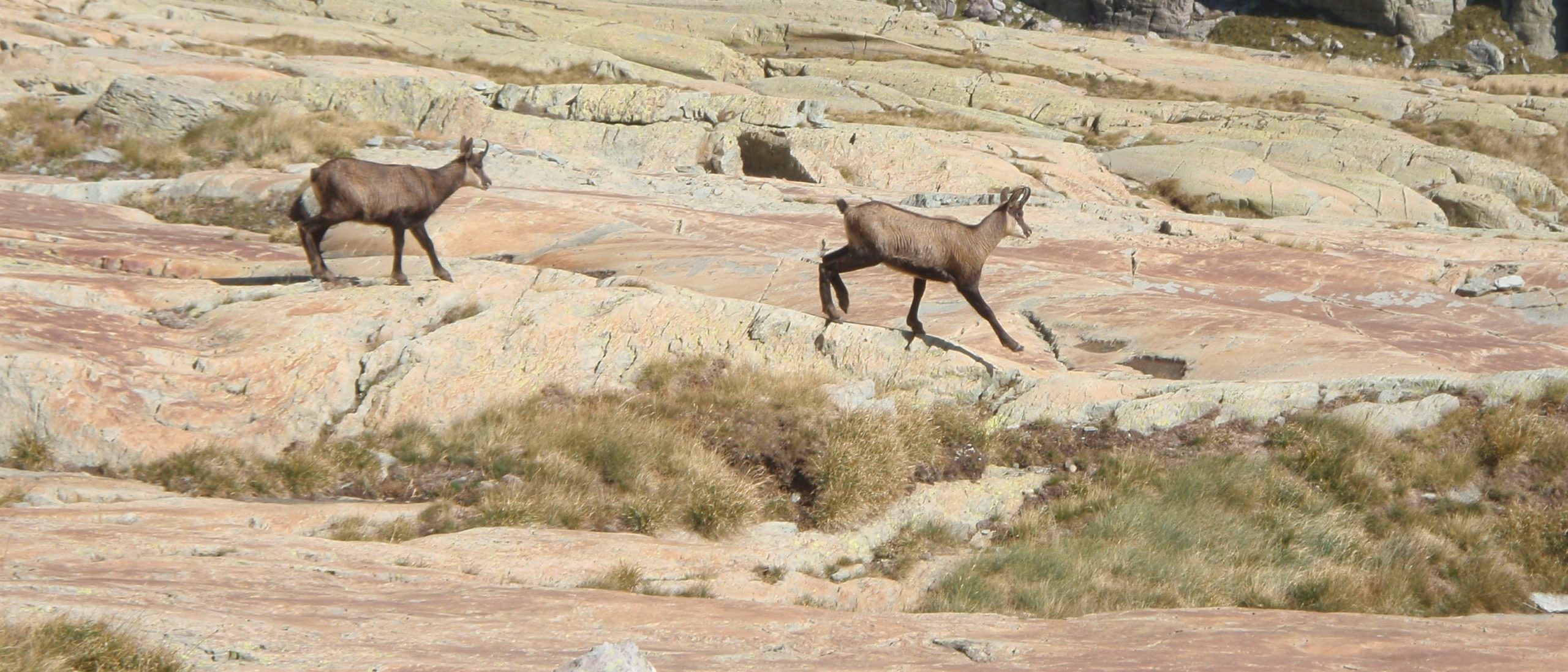 Faune du Mercantour