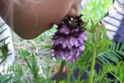 Fleurs orchis pourpre