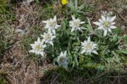 fleurs edelweiss