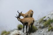 Faune chamois