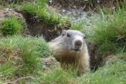 Faune marmotte