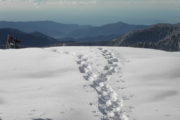 raquette à neige