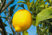randonnées citron