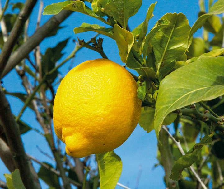 randonnées citron