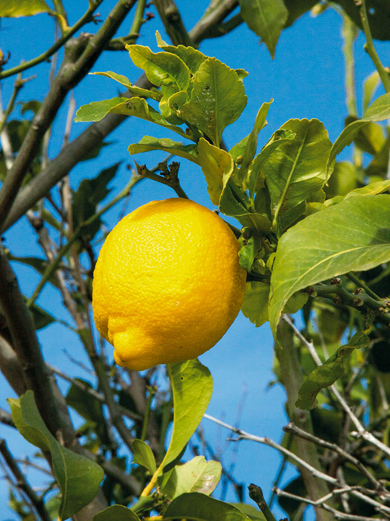 randonnées citron