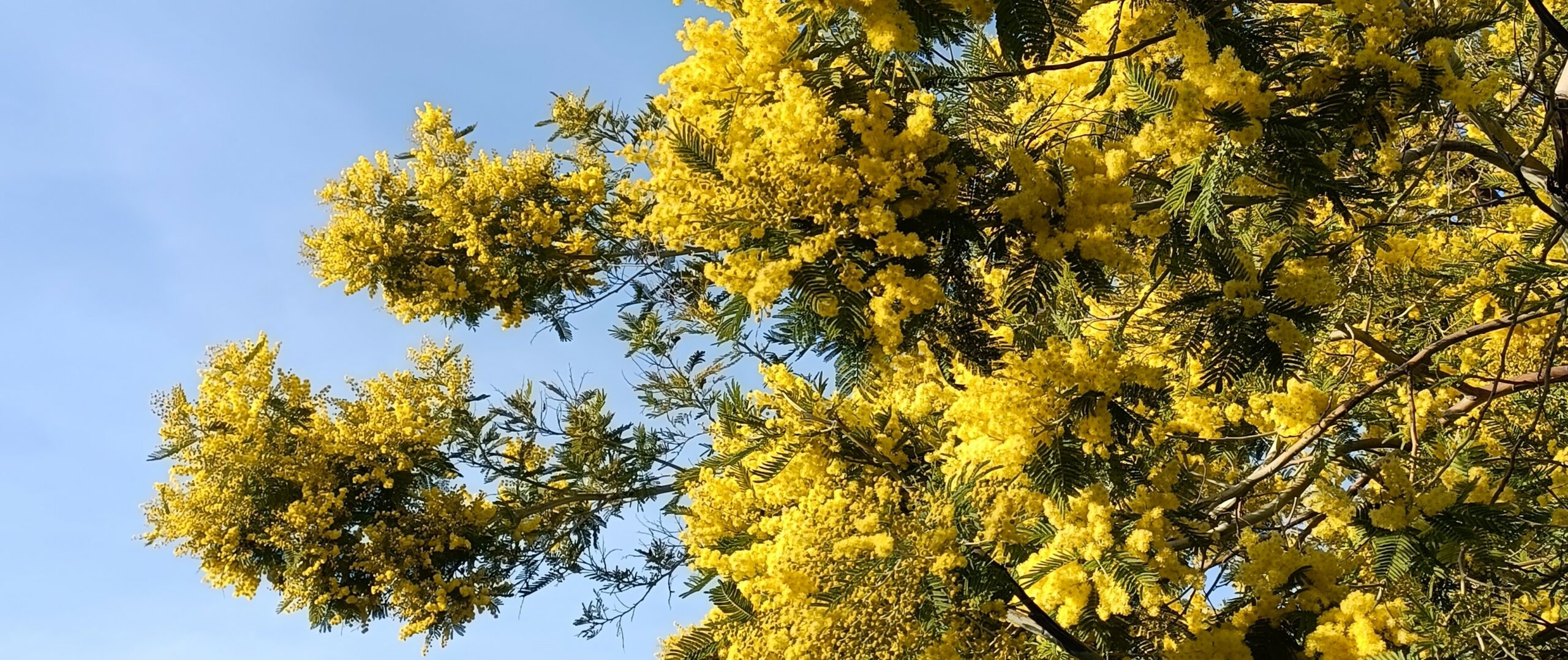 Randonnée du Mimosa à Tanneron