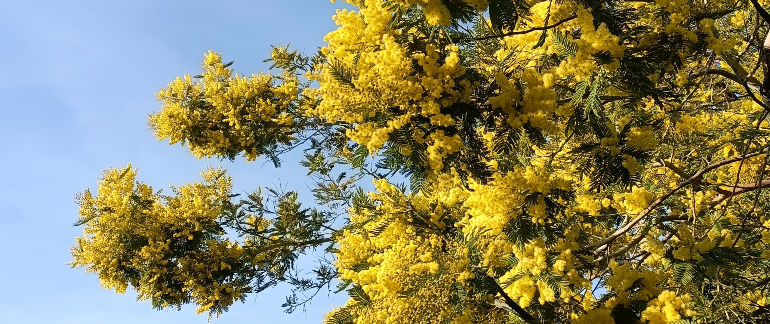 Randonnée du Mimosa à Menton