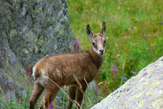 Les secrets de la faune du mercantour