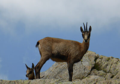 A la rencontre de la faune du Mercantour