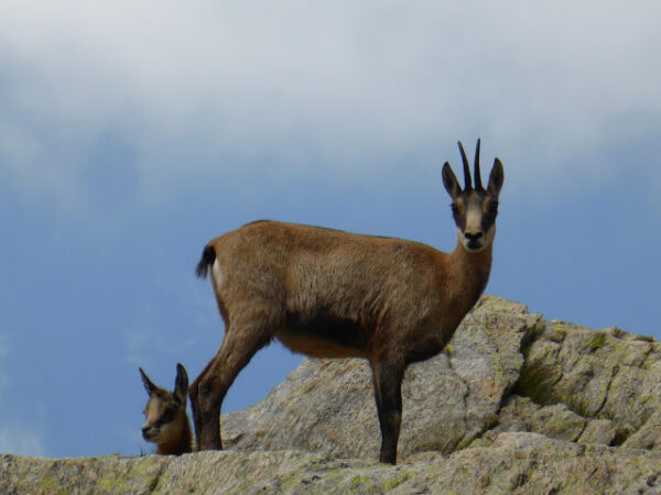 A la rencontre de la faune du Mercantour