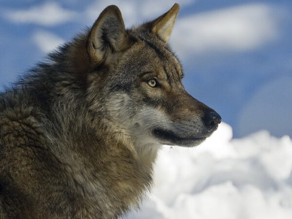 Sur les traces du Loup