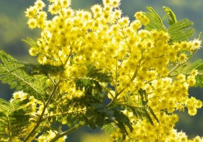Randonnée du Mimosa à Menton