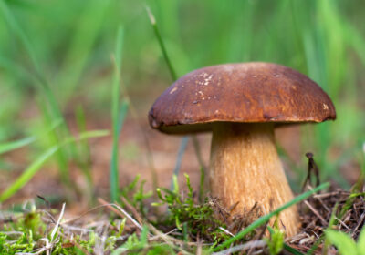 Découverte des Champignons