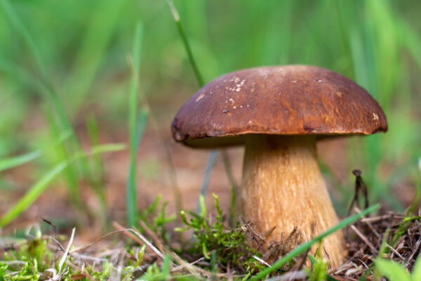 Découverte des Champignons