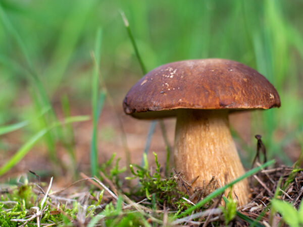 Découverte des Champignons