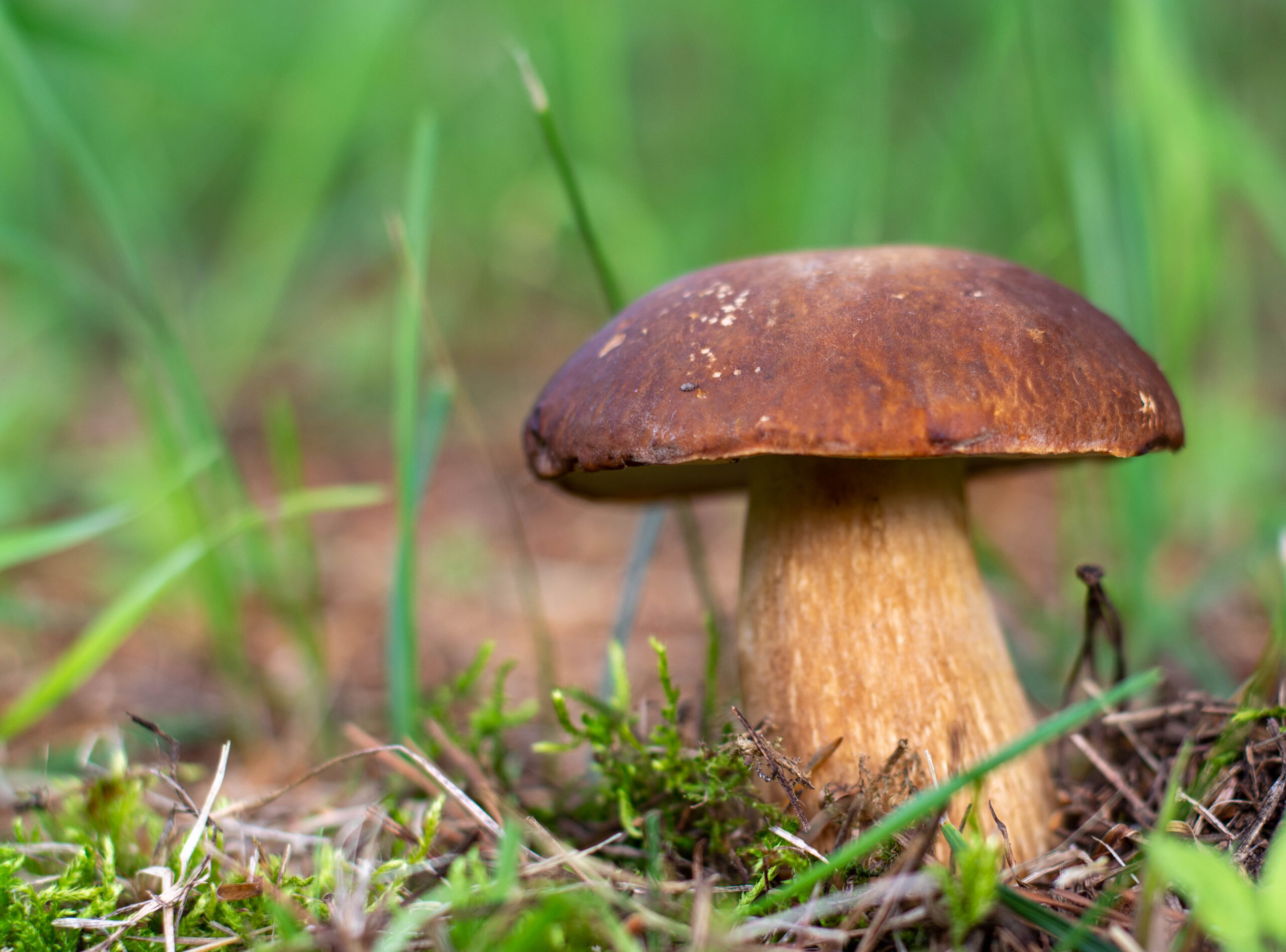 Mushrooms cut in the woods. Mushroom boletus edilus. Popular white Boletus mushrooms in forest.